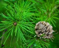 Саженцы лиственница (larix)