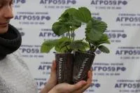 Саженцы черной смородины Изюмная