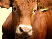 Комбикорм для коров высокопродуктивных КК 61-1