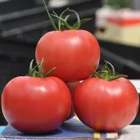 Томат ПИНК КЛЕР (ПИНК КЛЭЙР) F1 500 c. Hazera