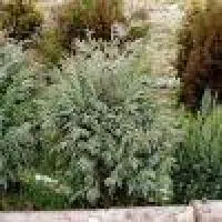 Кипарис Chamaecyparis nootkatensis Tatra