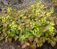 Горянка эпимедиум Sulphureum с желтыми цветами