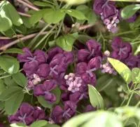 Акебия пятилистная или шоколадная лиана Akebia Quinаta сорт Purple Rose