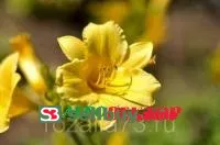 Лилейник Стелла д'Оро