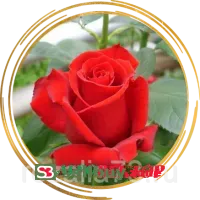 Роза Каролла