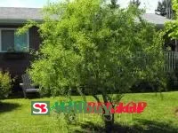 Ива Матсуды или Salix matsudana