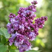 Сирень обыкновенная Шарль Жоли