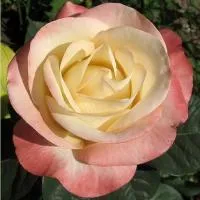 Роза Бела Перла
