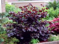 Лещина обыкновенная Purpurea С 110, 2-3 м
