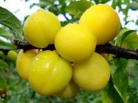Алыча Царская
