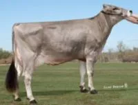 Семенной материал быков породы Бурые швицкие (Brown Swiss)