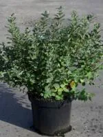 Спирея березолистная Spiraea betulifolia, 0,5-0,6м, с3, 3-4лет
