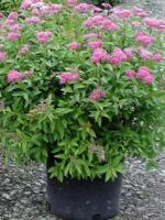 Спирея японская Spiraea japonica Anthony Waterer, 0,5-0,6м, ОКС, 3-4лет