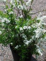 Спирея серая Spiraea x cinerea Grefsheim, 0,8-1,2м, ОКС, 3-4лет