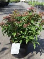 Спирея японская Spiraea japonica Crispa, 0,15-0,2м, Р9, 2лет