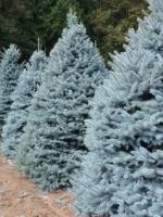 Ель колючая голубая Глаука Picea pungens Glauca, 1,8-2,0м, ком, 8-10лет