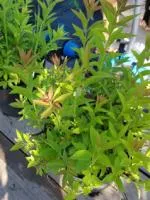 Спирея вангутта Spiraea vanhouttei, 0,8-1,2м, ОКС, 3-4лет