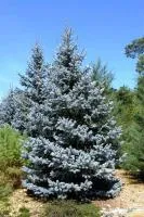 Ель колючая Хупси Picea pungens Hoopssii, 1,5-1,7м, c32, 8-10лет