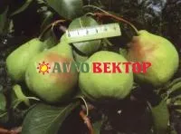 Саженцы груши Августовская роса