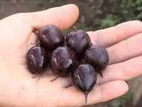 Саженцы крыжовника Юбиляр
