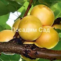 Саженцы абрикоса Абрикос Эдельвейс