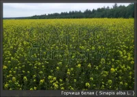 Горчица белая ( Sinapis alba L. )