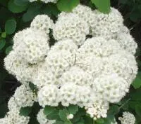 Саженцы Спирея японская “Albiflora"