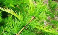 Лиственница сибирская (Larix sibirica)
