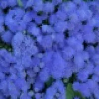 Рассада цветка Агератум (Ageratum houstonianum Neptune: Pearl Blue F1, Blue F1, White)