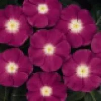 Рассада цветка Катарантус (Catharanthus Pacifica Dark Red, Polca Dot lmproved, Orchid Halo)