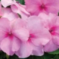 Рассада цветка Импатиенс садовый (Impatiens waleriana Accent F1: Craberry, Pink, Orange, Salmon, Coral Star, Deep Pink, White)