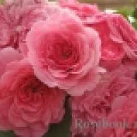 Саженец розы Пинк Свини (Pink Swany – Les Quatre Saisons )